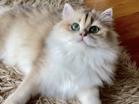 Şecereli British Longhair Blue Golden yetişkin dişi