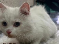 1,5 yaşında yakışıklı longhair erkek kedimiz