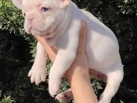 Egzotik French Bulldog Yavrular