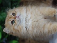 British longhair dişi kedimiz