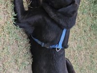 Köpeğimize çok çok acil yuva