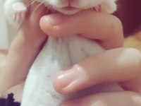 suriye hamster acil verilecek