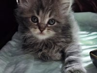 british longhair