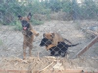 Erkek ve Dişi SAFKAN Malinois