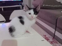 Ücretsiz 3 aylık sütten kesildi uysal temiz
