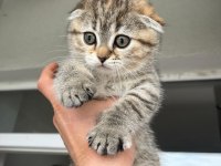 Sahiplendirilecek yavru scottish fold