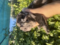 Merle Tosuncuk French Bulldog Kızımız