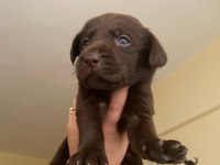 2 aylık safkan labrador retriever yavrularım