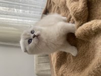 45 günlük scottish fold yavrular