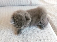 Scottish fold yavrumuz sahiplenilmek istiyor