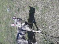EGZOTİK FRENCH BULLDOG SEVENLER
