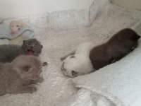 Yavru british shorthair
