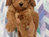 Toy Maltipoo Yavrularımız