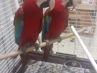 KIRMIZI MACAW FATURALI ÇİPLİ