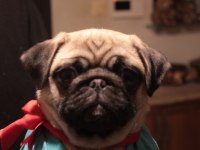 4 AYLIK AİLE KÖPEĞİ PUG