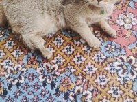 British tekir kırması akıllı bir kedi