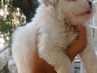 Maltese yavrular minyatür boy