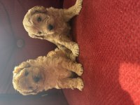 Dişi maltipoo yavrular