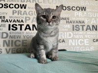 Yakışıklı Ve Sevimli Ayı Surat Silver Tabby Erkek Kedimiz