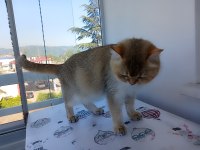 2 yaşında british kızım 1.5 aylık hamile