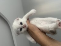 KEDİLERİMİZİN SÜTTEN KESİLMESİNE SON 10 GÜN