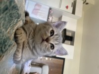 British shorthair