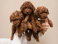 Üst Kalite Red Toy Poodle Köpekler