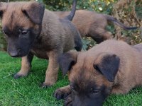 Safkan Malinois Yavrular