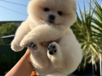 Pomeranian