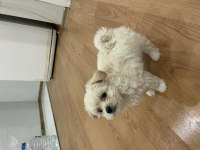 2 aylık dişi maltipoo