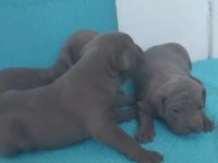Cane Corso yavrularımız A kalite Irk garantili teslim