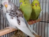 KONUŞTURMALIK RENK GÜZELİ SHOW JUMBO KUŞLAR VE ANAÇLAR