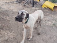 Genç erkek kangal