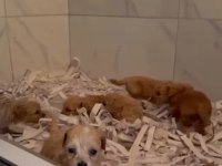 ŞEKER Mİ ŞEKER MALTİPOO ÇOCUKLAR