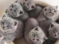 SİYAM KEDİSİ MAVİ GÖZ ORJİNAL CANLI GELİP BAKABİLİRSİNİZ