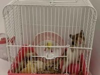 Kampanya Hamster