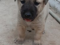 1 aylık kangal köpeği yavrular