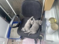 Aydın British Shorthair