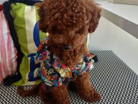 BROWN TOY POODLE ERKEK - MİNİ BOY ÇİFTLEŞMEYE HAZIR