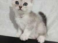 1,5 aylık sağlıklı wc eğitimli british shorthair