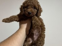 Poodle Yavrularımız