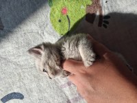 1.5 aylık saf british shorthair yavrumuz