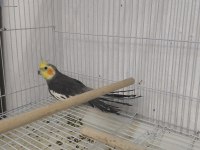 Erkek Sultan Papağanı