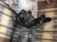 2 aylık dişi british longhair yavrumuza yuva arıyoruz