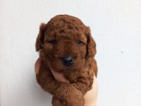 POODLE KORE KAN