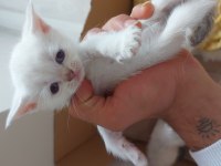 Uyguna verilecek scottish fold