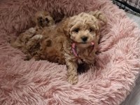 Anne baba bize ait garantili ORJİNAL teacup maltipoo