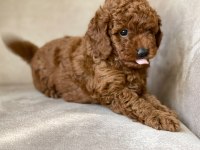 Toy Poodle Yavrular