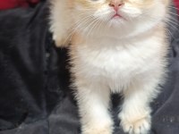 SAFKAN BRİTİSH GOLDEN