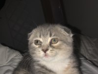 Scottish fold dişi kedi